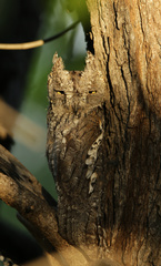 Otus senegalensis