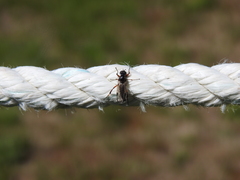 Bibio xanthopus