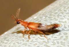 Distremocephalus texanus