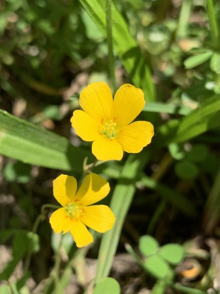 Corniculatae from White Brook Nature Area, Fairport, NY, US on May 24