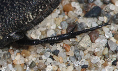 Cremastocheilus maritimus