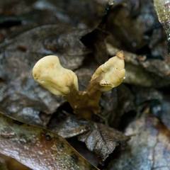 Spathulariopsis velutipes