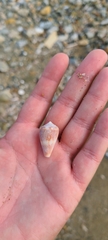 Conus mus