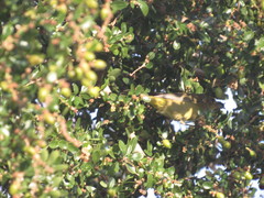 Leiothlypis ruficapilla