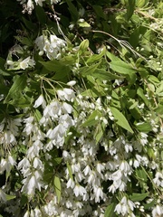 Deutzia gracilis