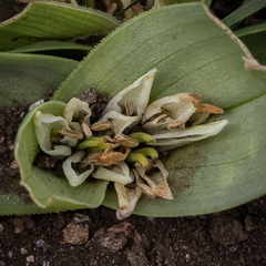Colchicum longipes
