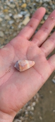 Conus mus