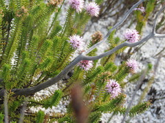 Stilbe ericoides