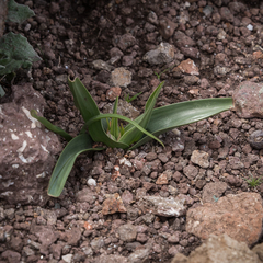 Colchicum longipes