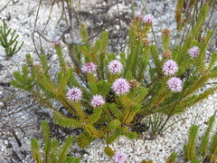 Stilbe ericoides