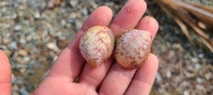 Dallocardia muricata