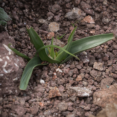 Colchicum longipes