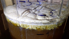 Saccharomyces cerevisiae
