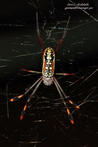 banded-legged golden orb-web spider