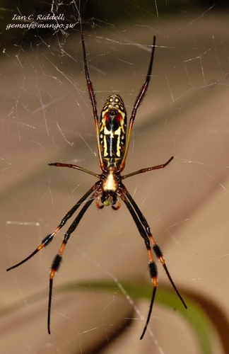 banded-legged golden orb-web spider