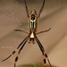 Banded-legged Golden Orb-web Spider - Photo (c) i_c_riddell, some rights reserved (CC BY), uploaded by i_c_riddell