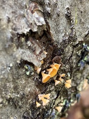 Lachnellula agassizii