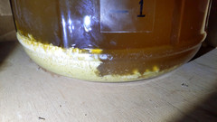 Saccharomyces cerevisiae