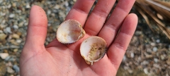 Dallocardia muricata