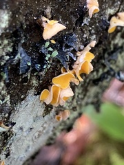 Lachnellula agassizii