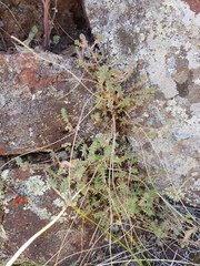 Crassula lanceolata