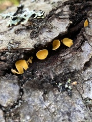 Lachnellula agassizii