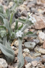 Oreocarya hoffmannii