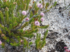 Stilbe ericoides