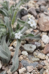 Oreocarya hoffmannii