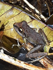 Pristimantis zeuctotylus