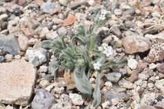 Oreocarya hoffmannii