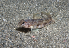 Gobius roulei