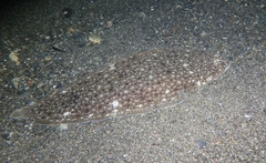 Synapturichthys kleinii