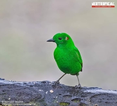 Chlorochrysa phoenicotis