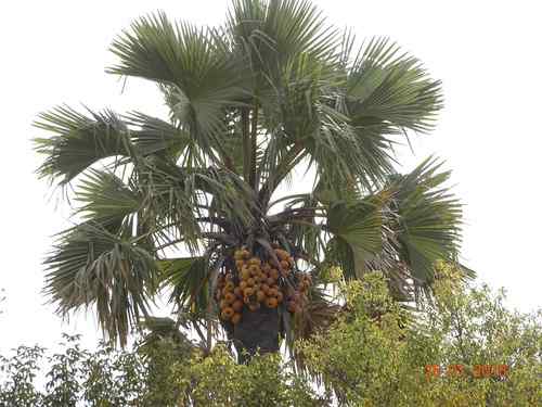 borassus palm