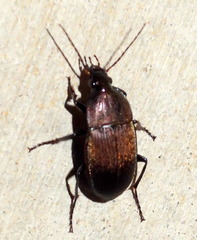 Chlaenius tomentosus