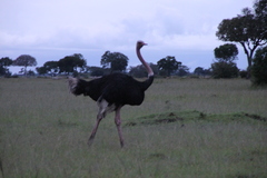 Struthio camelus massaicus