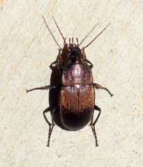 Chlaenius tomentosus