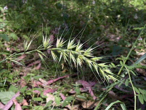 California bottlebrush grass
