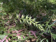 Elymus californicus