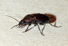 Chlaenius tomentosus