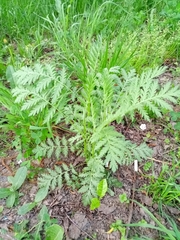 Tanacetum vulgare