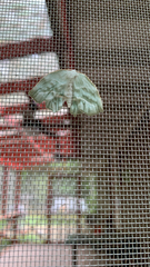 Campaea perlata