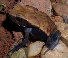 Rhaebo guttatus
