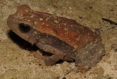 Rhaebo guttatus