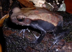 Rhaebo guttatus