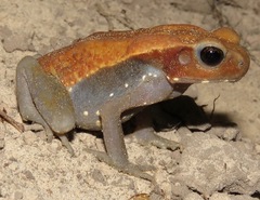 Rhaebo guttatus
