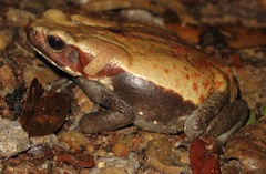 Rhaebo guttatus
