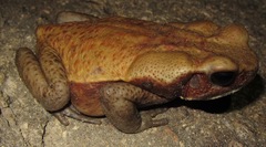 Rhaebo guttatus