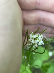 Alliaria petiolata